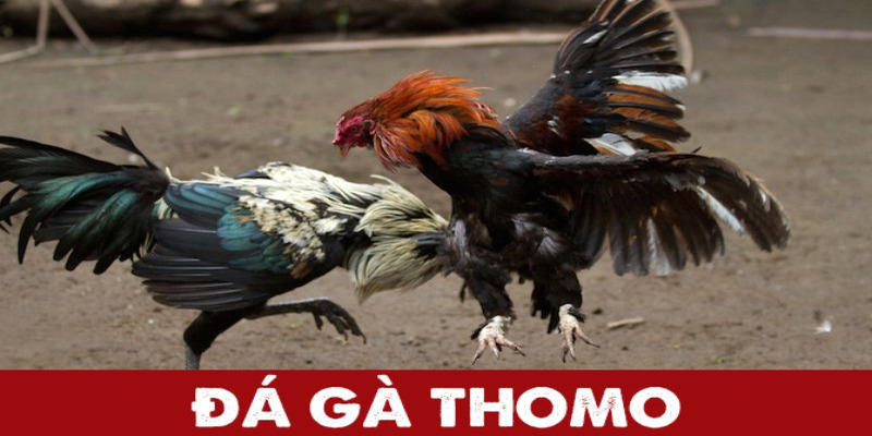 Đá gà Thomo là gì