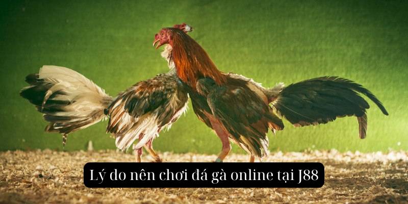 Lý do nên chơi đá gà online tại J88