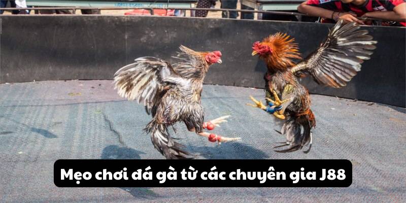 Mẹo chơi đá gà từ các chuyên gia J88